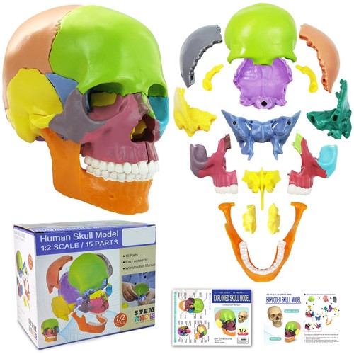 Modello teschio anatomico - modello,