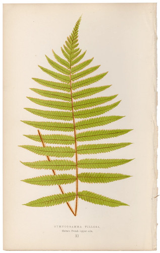Antica stampa botanica - , 1872