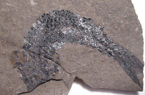 Jurassic fish fossil hulettia - fish,