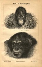 1890 Antica Stampa = SCIMMIE