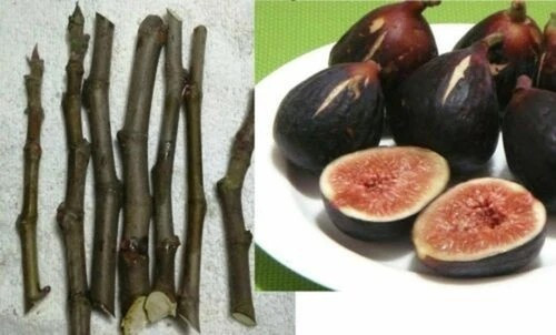 Tagli originali neri - originali,