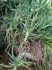 ALOE ARBORESCENS Pianta grassa succulenta circa 25 Cm + Un Omaggio