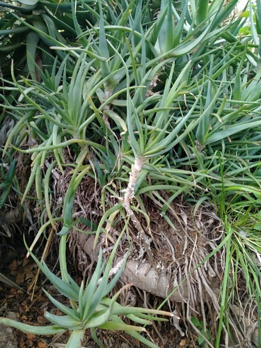 Aloe arborescens pianta - aloe,