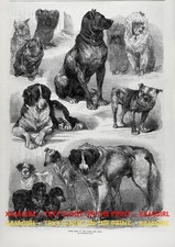Cane Grandi Pirenei e Dogue de Bordeaux Mostra di Parigi, 1870 stampa antica e articolo