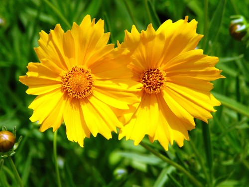 Semi coreopsis - semi,