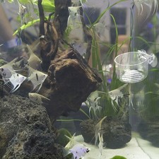  Mangiatoia Per Pesci Acquario