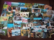 Lotto 50 Cartoline Animali