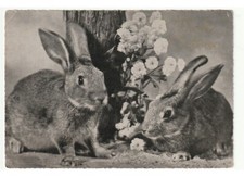 coppia conigli fiori immagine pasquale foto cartolina d'epoca Pasqua Ostern