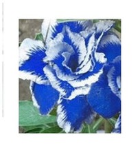 3x Adenium obesum Thailandia