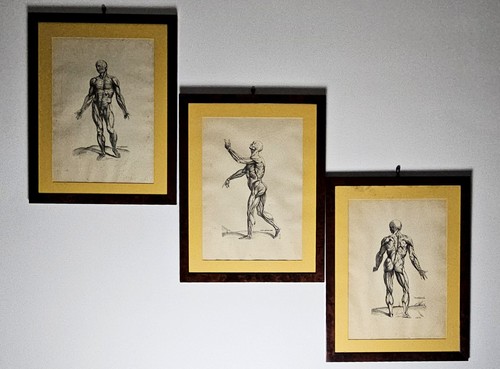 Tris stampe anatomiche - tris, di