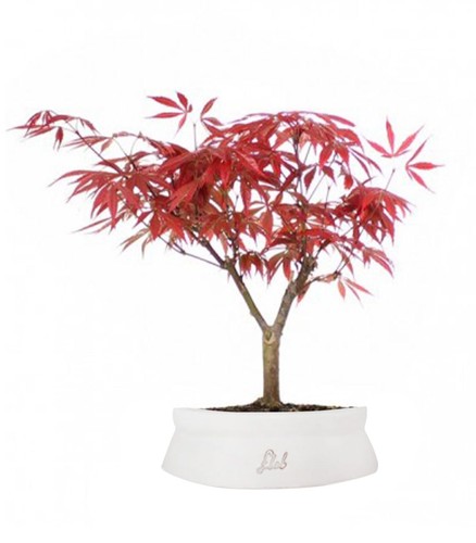 Flob acero rosso giapponese - acero,