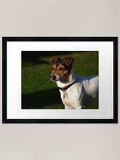 Jack Russell in giardino arte