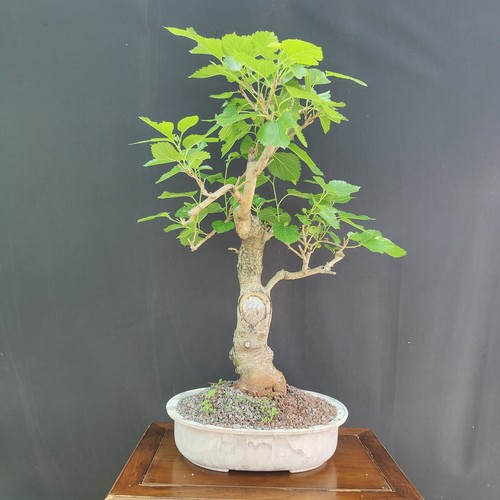 Pre bonsai gelso nero - pre,