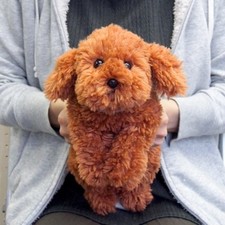 Peluche barboncino giocattolo