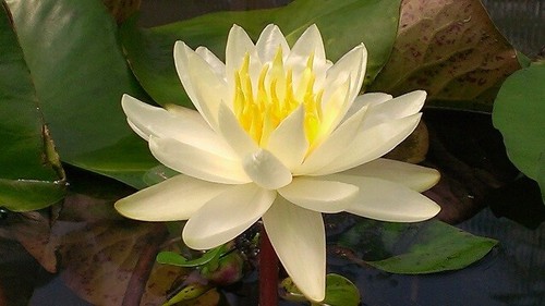 Semi nymphaea alba - semi, di