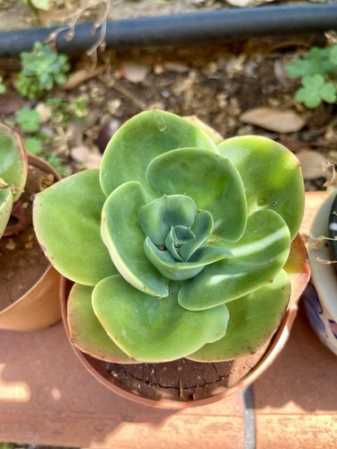 Echeveria mandala pianta - mandala,