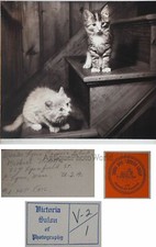 Due Gattini Carini Su Scale Arte Vintage Foto Sepia Di Michael Videtta
