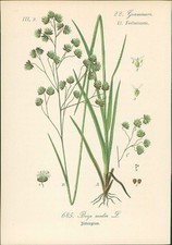 Chromolithographie : Gemeines