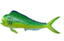 Safari Ltd 110032 Mahi-Mahi 16