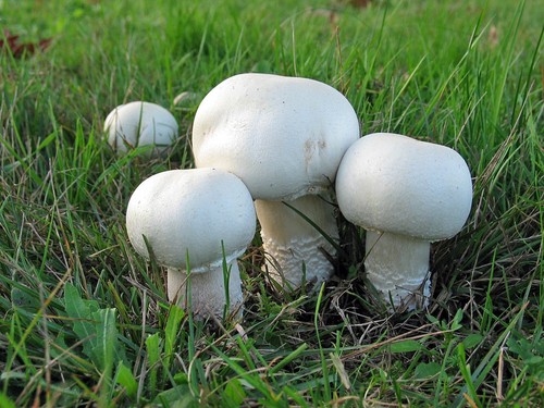 Agaricus nivescens fungo