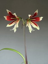 Hippeastrum ESTM-2 x bukasovii