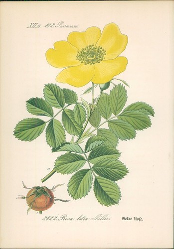 Chromolithographie gelbe - chromolithographie,