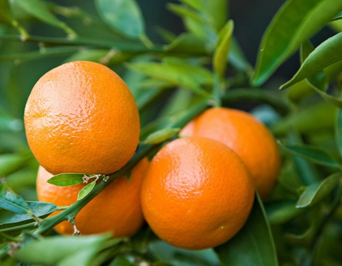 Mandarino clementino citrus x - "citrus,