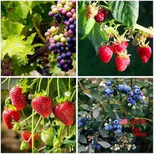 1000+ Semi di Frutta Mista per