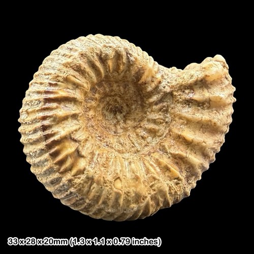 Teloceras triplex ammonite - teloceras,