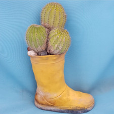 Insolito Vaso Funny Vase : Tricho in Baby Rain Boot! Piante Grasse Cactus Bonsai