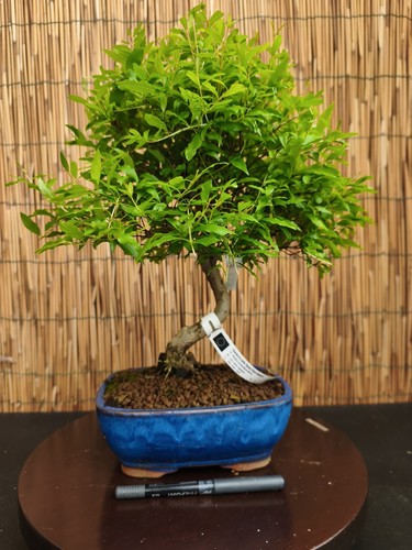 Bonsai melograno 37cm - melograno, h