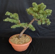 PRE BONSAI DI CEDRO