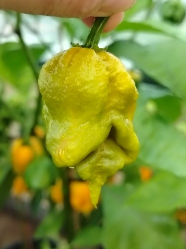 Semi peperoncino carolina - semi,