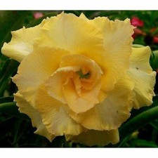 5 semi di Adenium obesum HAPPY