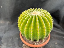 Echinocactus grusonii - echinocactus, v