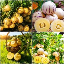 Pepino melon seeds - pepino, for