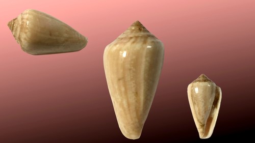 Conidae conus vayssierei - conidae,,