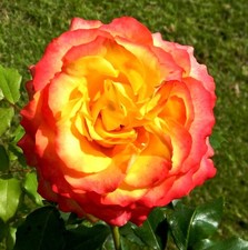 Rosa cv Meilland Tequila® - Rosa | Rosa da giardino