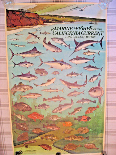 Poster vintage pesci marini - poster,