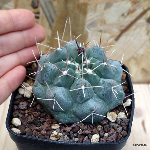 Thelocactus hexaedrophorus