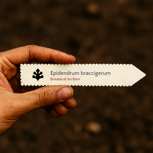 Epidendrum braccigerum seeds - epidendrum,