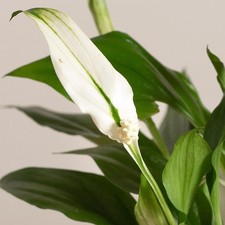 1 PIANTA DI SPATHIPHYLLUM