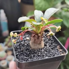 Euphorbia ramena Bellissime