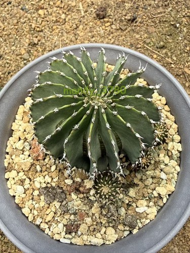 Geohintonia mexicana - geohintonia,