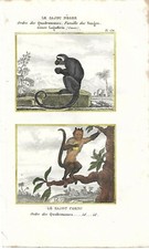 Stampa antica SCIMMIE CEBO