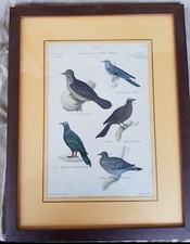 Quadri stampa vintage animali - quadri,