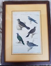 Quadri Stampa Vintage Animali