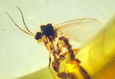 Ambra del Mar Baltico con RARA