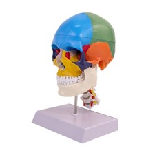 Anatomia del cranio umano