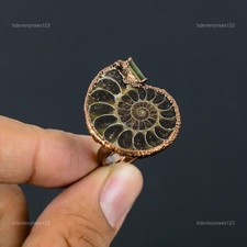 Ammonite naturale fossile